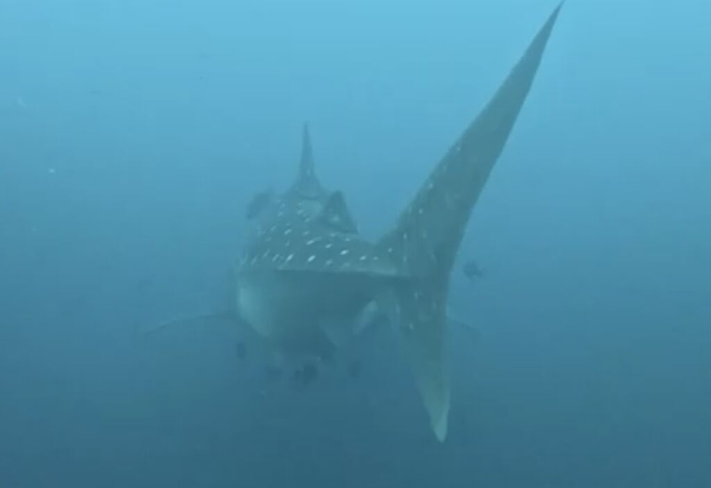 3d479272-8016-444b-97af-8b68b23d1917