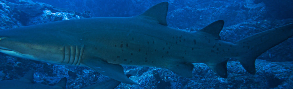 6e56c0a9-223b-4815-ac3d-1cc2ed61e091