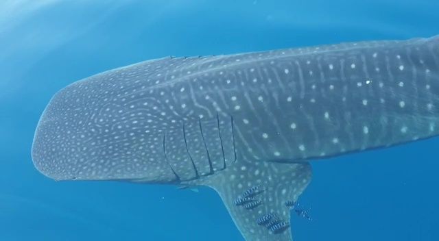 8c5265d7-ec19-4269-a783-575c439c7e3d