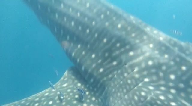 8c5265d7-ec19-4269-a783-575c439c7e3d