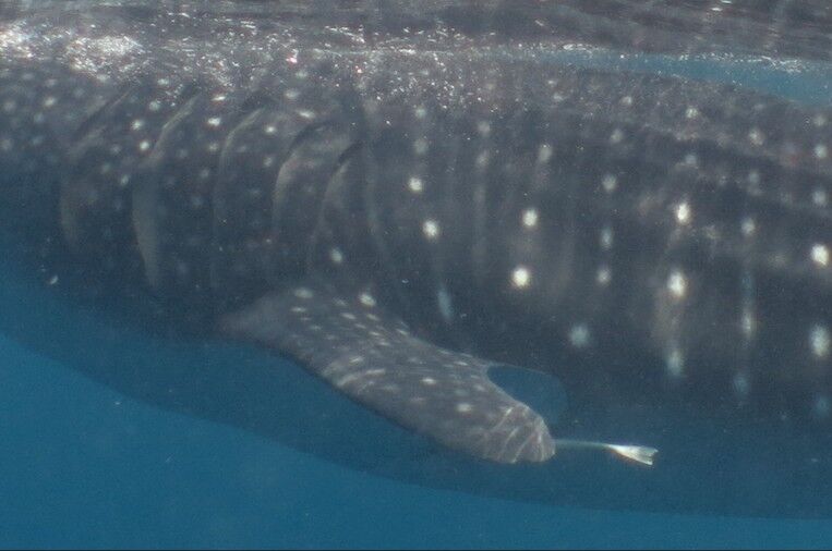 881139e8-c29d-4f85-9678-cb60a7d0655e