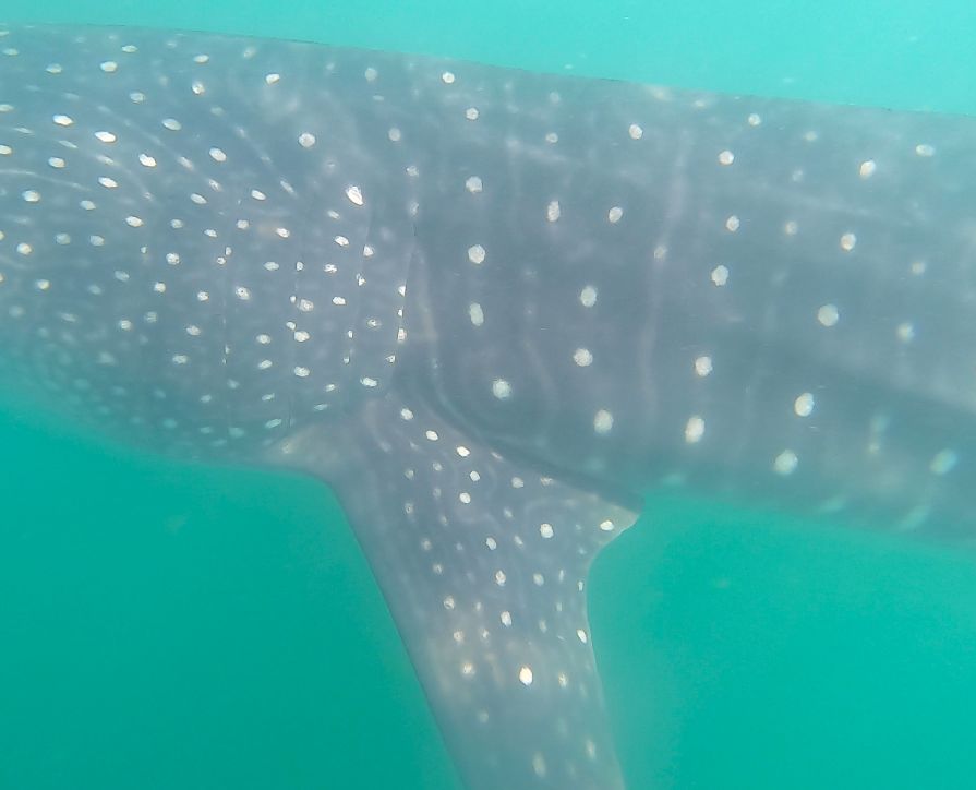 66ec7576-e3da-4fef-8f47-f8cf9d327d52