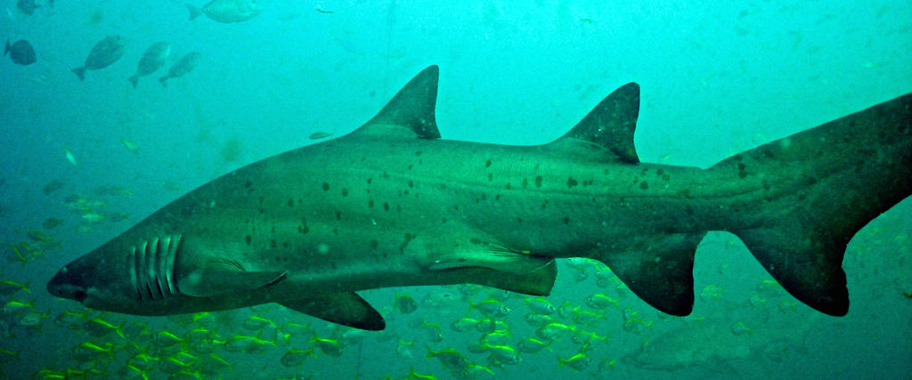 c13d314d-225f-4ebc-8ad5-3f4fde246595