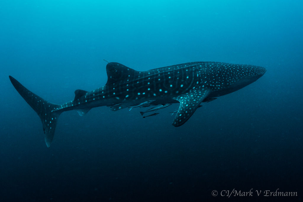 6204a903-7657-4ba4-950d-3baf9f460c95