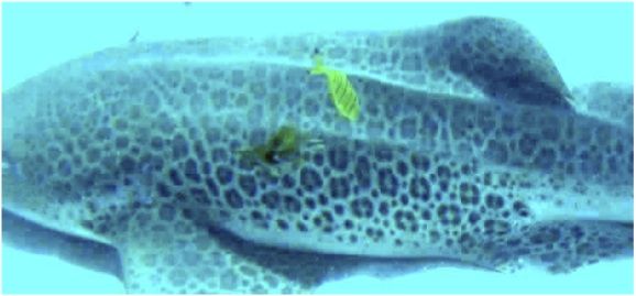 ddc449e8-ea30-4304-a500-cc1629819e28