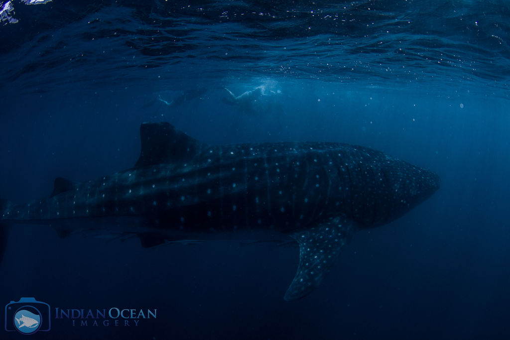 5a5c2315-65bd-4a36-8716-b17807cb4f9f