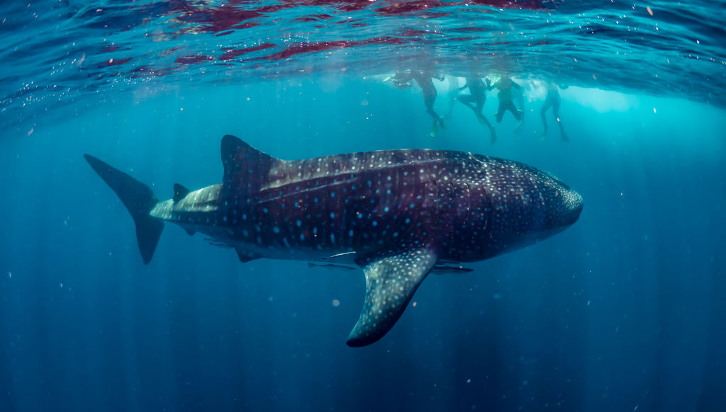 c4425c33-cebe-465d-b872-05aa672dc8c8