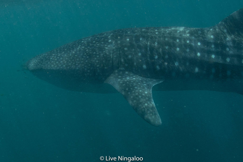 5ee8a33b-f1f5-4733-9efd-654113279f34