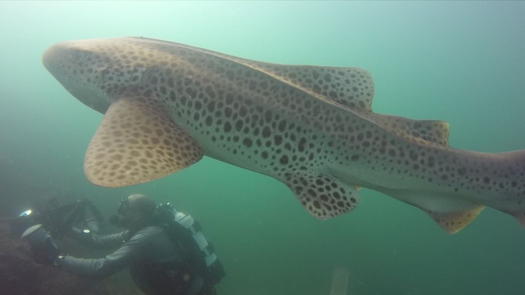 82278b1c-d8d8-44c4-bd4c-a68dfa0543b0