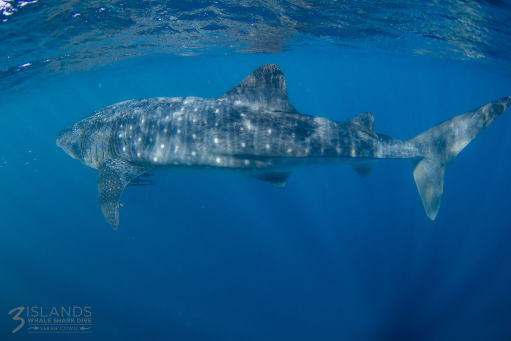 f3a34bdb-2478-40f8-855a-7062bbec0908