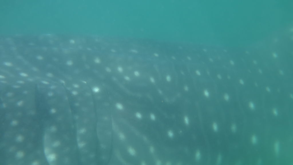 91ce1fb9-e430-49fa-b486-a79a43e9d264