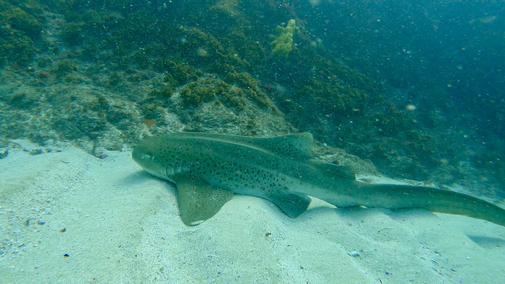 d8da3b5f-bd73-411c-9829-c55d7b7d84c4