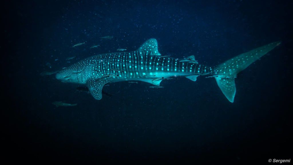 fc8d05ab-b604-4417-87c4-84572ca6c182