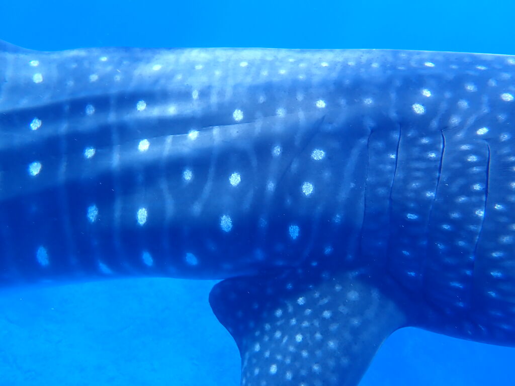 f8157cfa-2bd6-4b17-ba1a-a5eda4392549