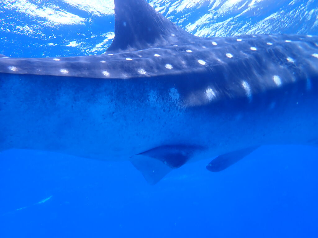 f8157cfa-2bd6-4b17-ba1a-a5eda4392549