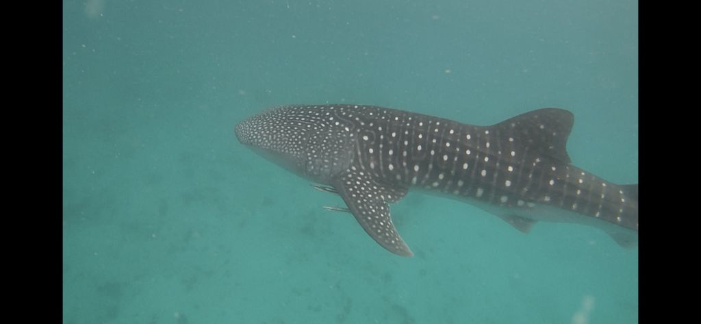 0609d976-7dea-45d6-b23d-2bf389a2f3f2