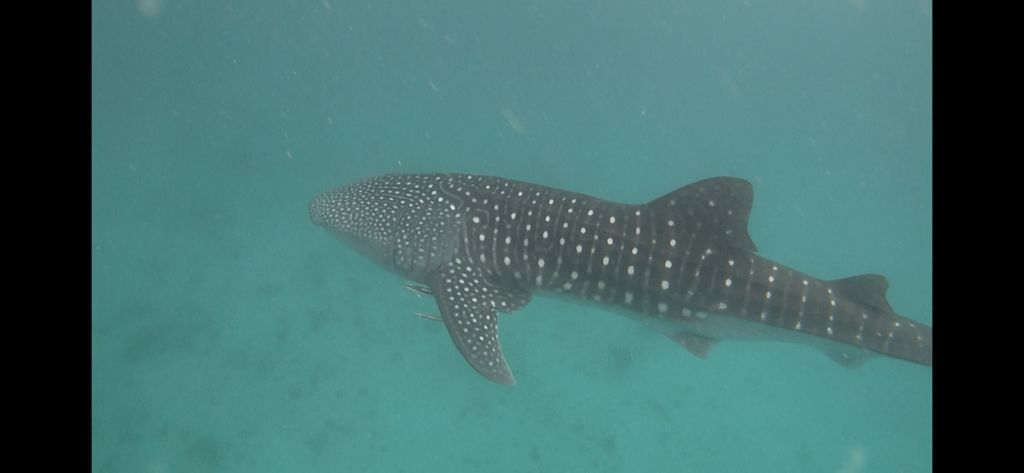 0609d976-7dea-45d6-b23d-2bf389a2f3f2