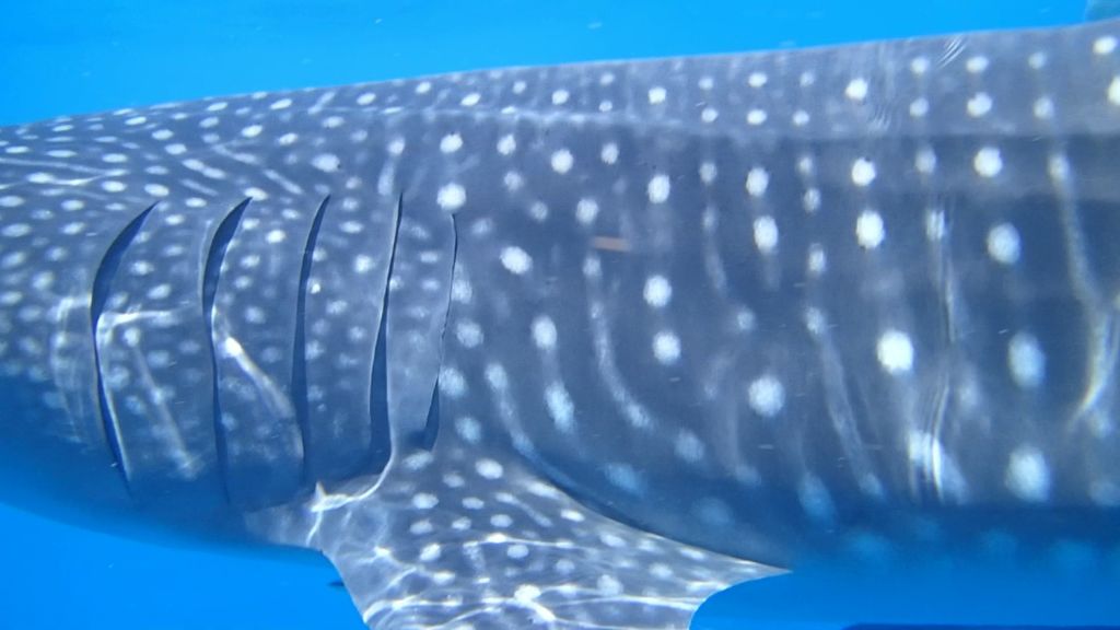 6e8999d6-9c7d-456a-b0eb-d6fa578b858a