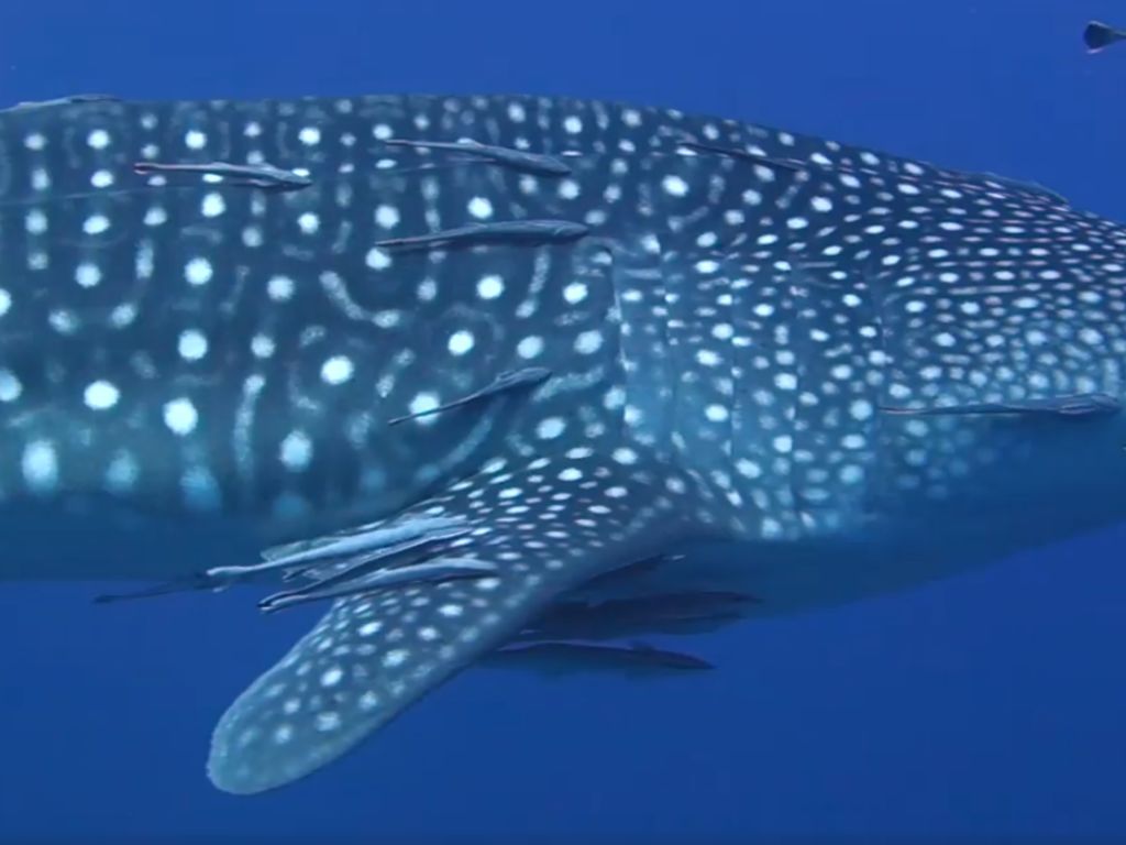 1676197a-41cb-41fe-bb23-701f0aaf8d52