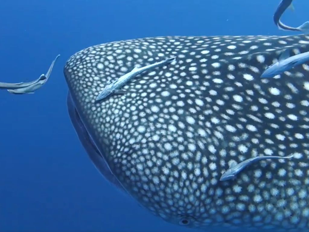 1676197a-41cb-41fe-bb23-701f0aaf8d52