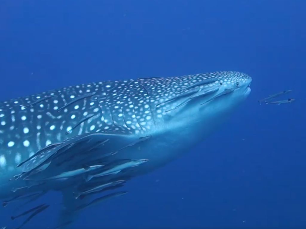 1676197a-41cb-41fe-bb23-701f0aaf8d52