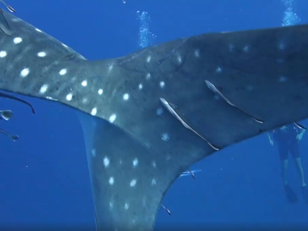 1676197a-41cb-41fe-bb23-701f0aaf8d52