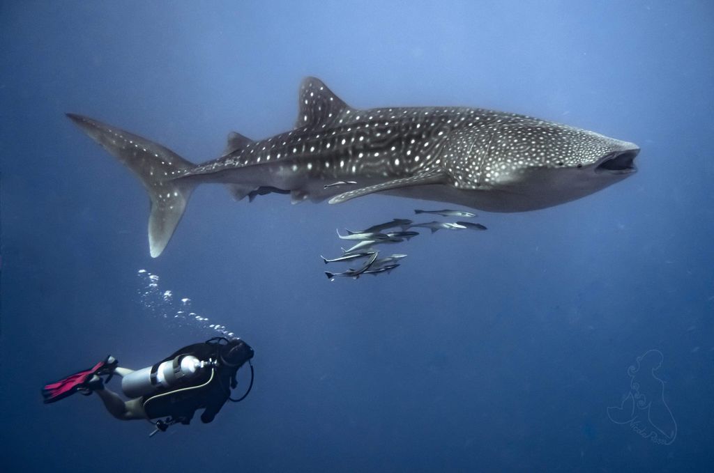 88838124-d879-4512-b61a-c29bfaf57b17