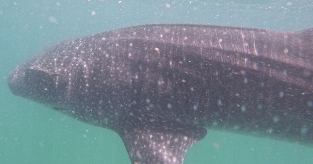 65ed88b6-7f32-4ec0-85a4-0c24816143ad