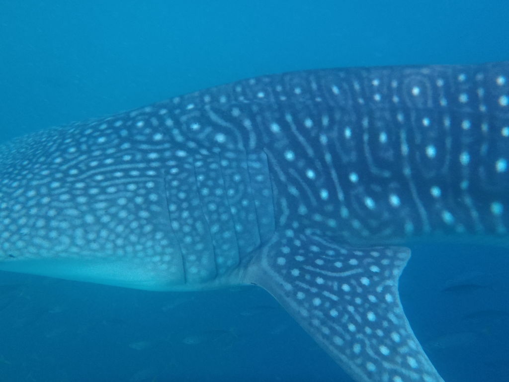 e125bd6c-4d82-4df3-9a6d-bf52245c136c