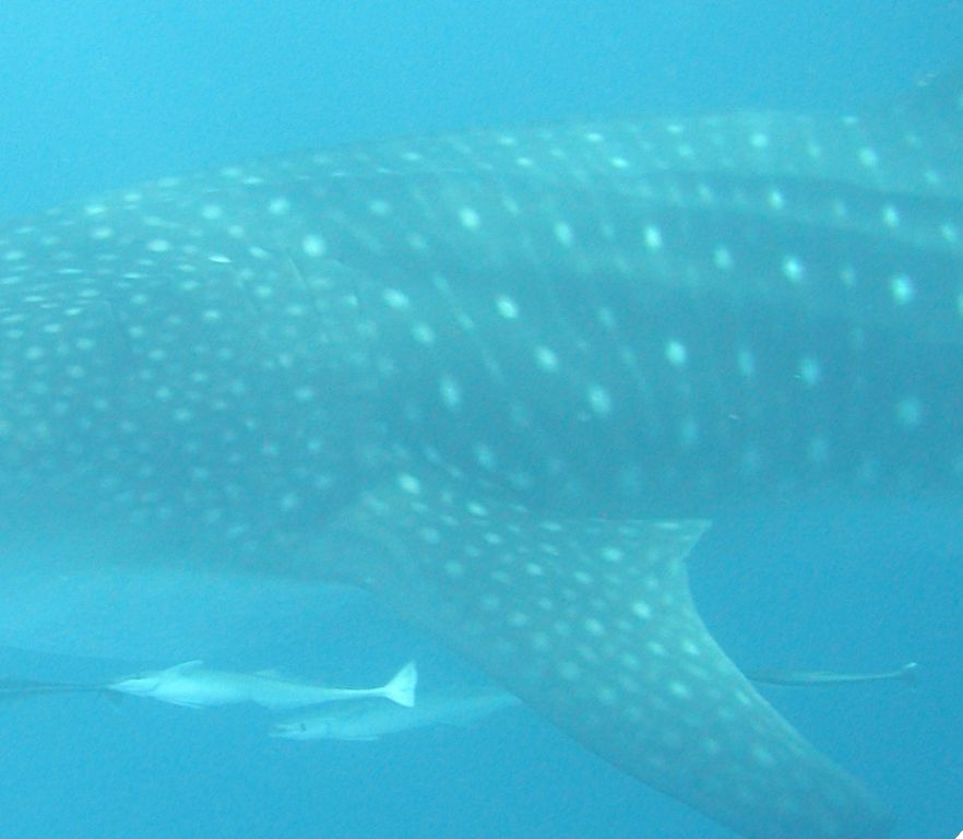 680f3691-9fc9-4421-8290-79c1e7dec875