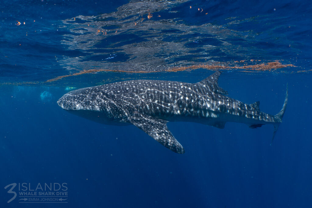 680c731e-52af-4ef3-a330-8788f07c4f38