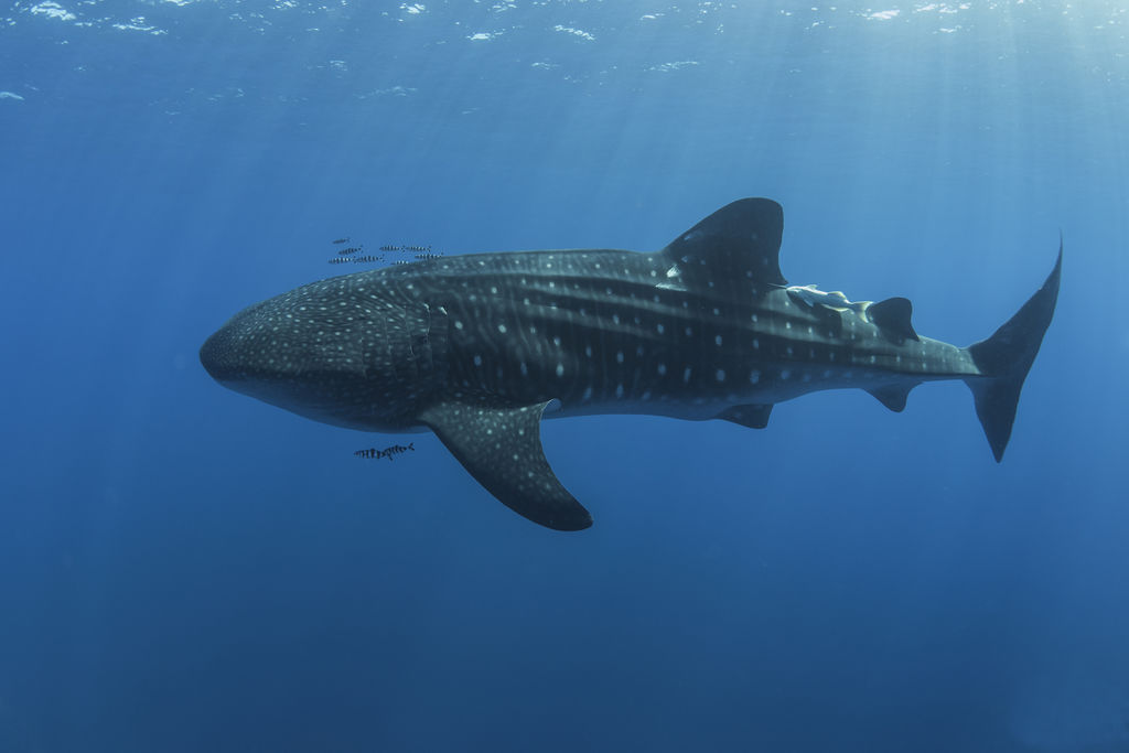 b06ad9ff-5934-4758-a5b0-4b532eef515f