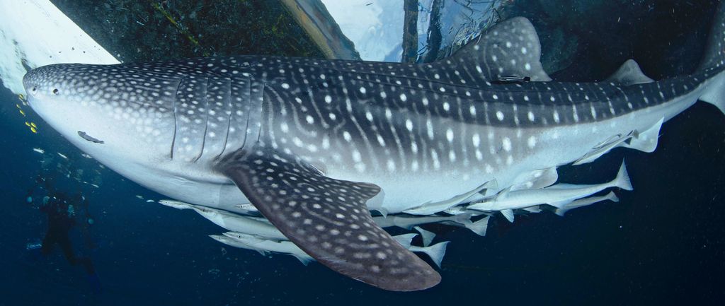 fa55a489-a5d6-47d5-8aec-c60fdeac08bd