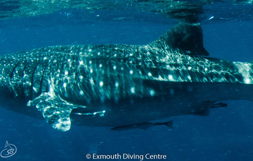 caf8f3e9-7ca0-4ea8-a5a7-e7c089444100