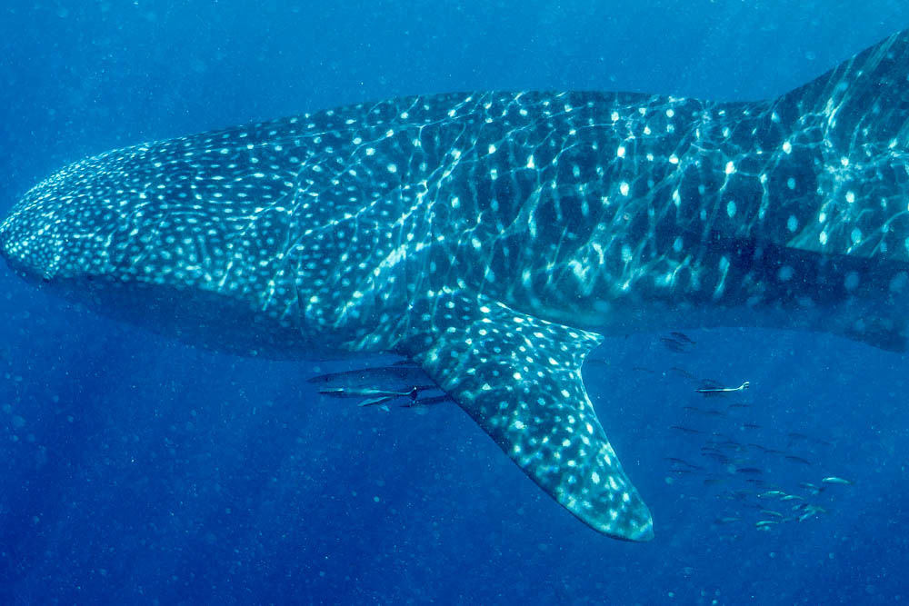 20d45945-1e97-4157-8029-8a5154878ebc