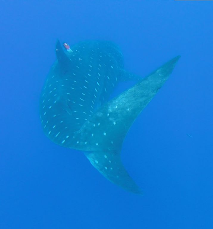 6729c603-c77c-4e18-929c-dcfa6e1f27a2