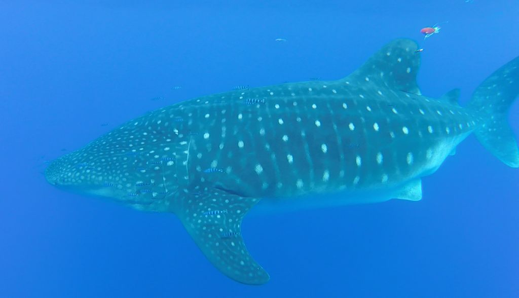 6729c603-c77c-4e18-929c-dcfa6e1f27a2