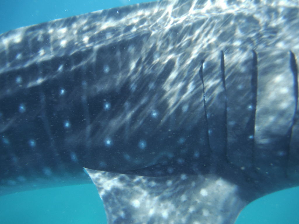 09ea06a3-5ad7-45d3-b86f-473a945226cc