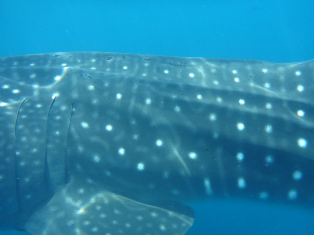 96f06f32-87e9-4c08-b447-667a4069ea49