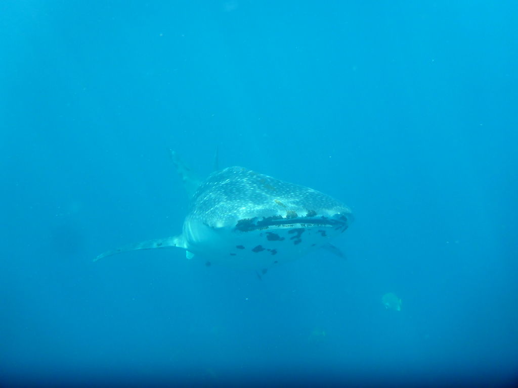 96f06f32-87e9-4c08-b447-667a4069ea49