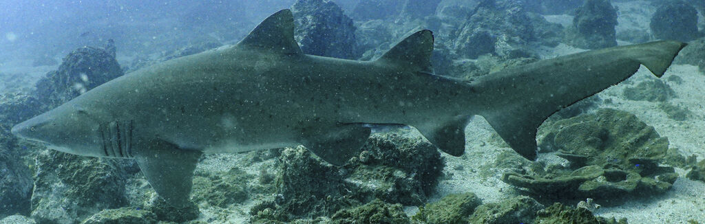 9e5ad307-f559-4e52-9de2-ac98c8fffe37