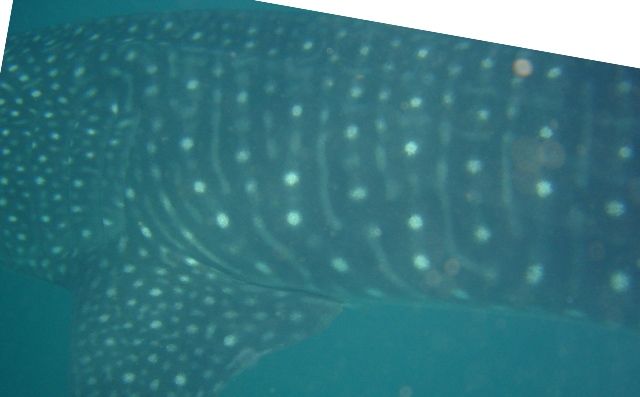 3dd0c0f9-8185-4153-9458-2d20d9886903