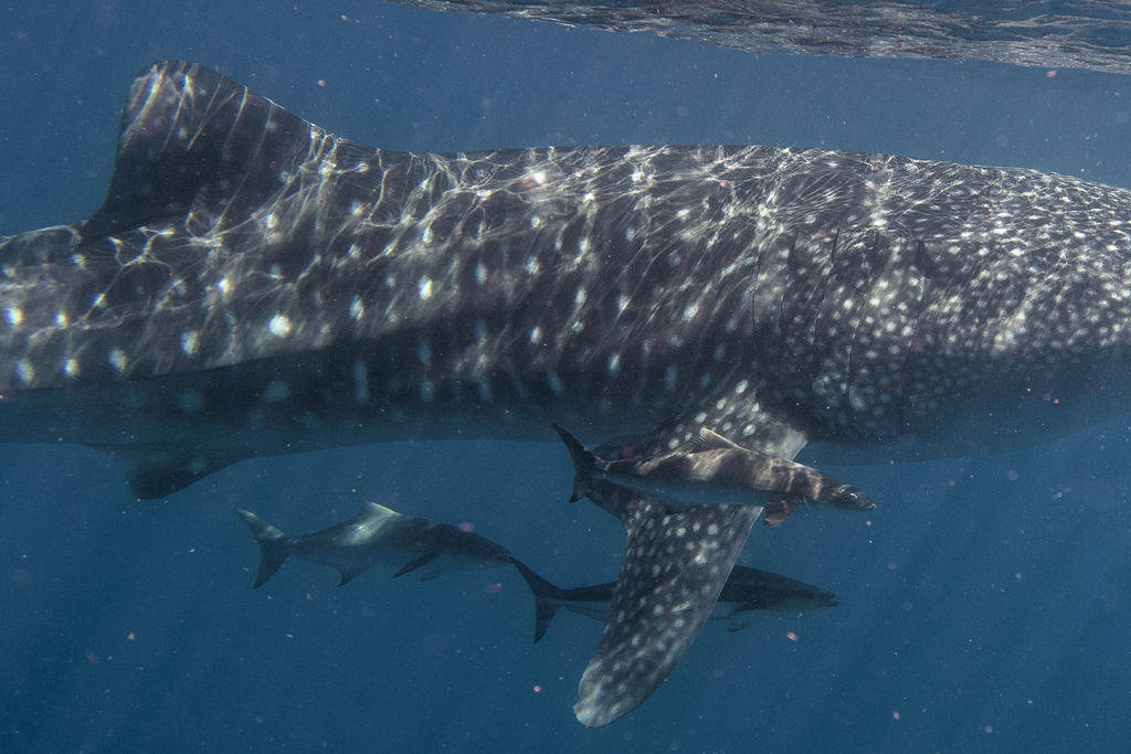 ca6324f1-1144-4d3a-8f7d-a9fd41d03c73