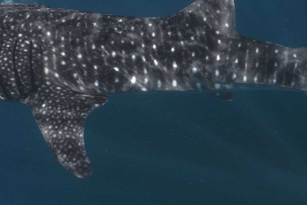 ca6324f1-1144-4d3a-8f7d-a9fd41d03c73