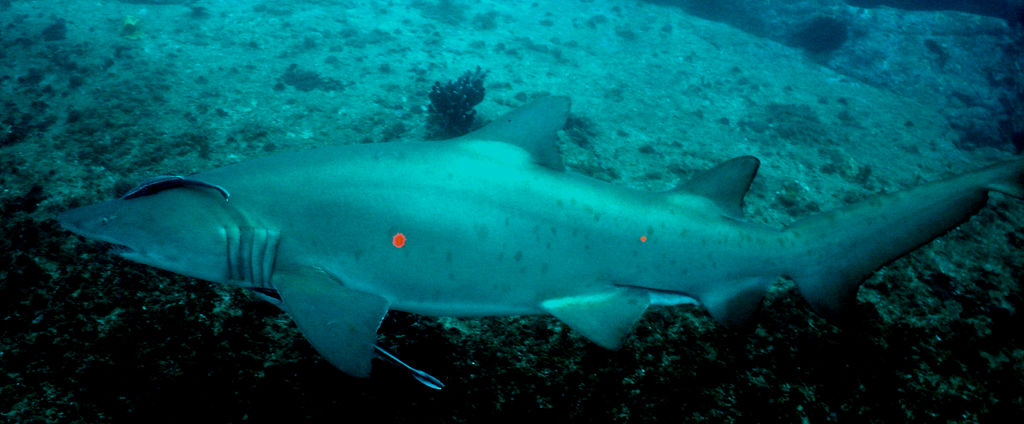 a2f29677-34ef-4051-8210-c57659a631af