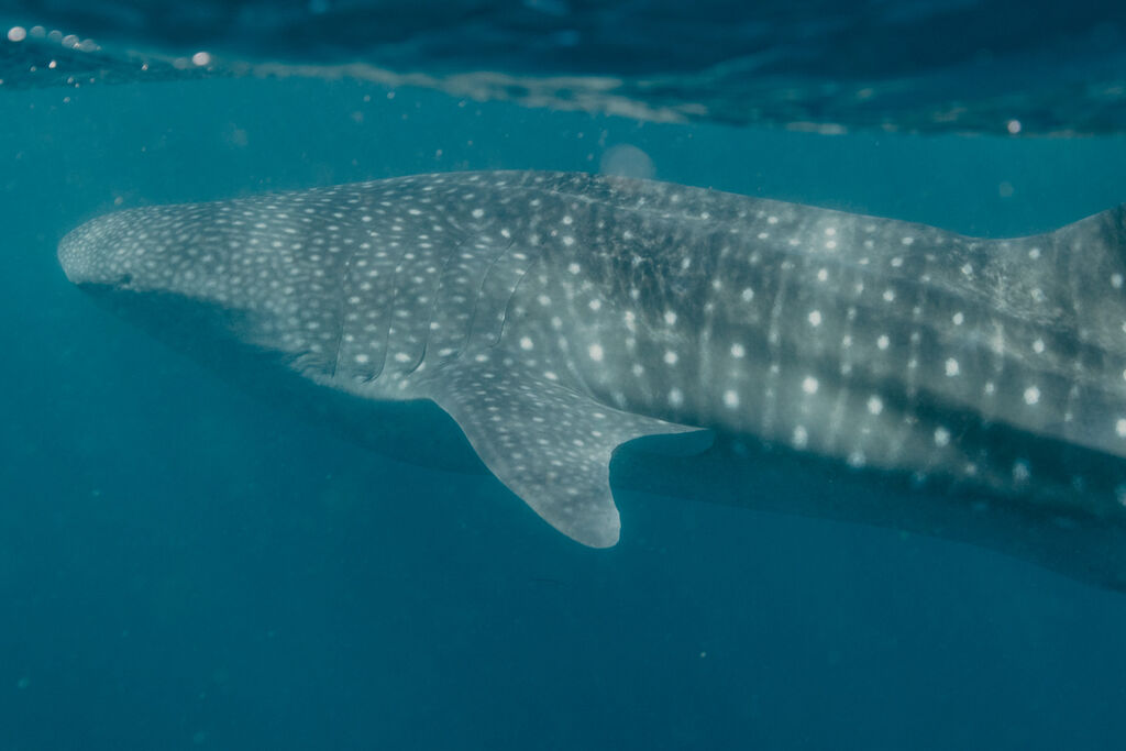 61f5f45b-52e5-4391-ad39-592733969730