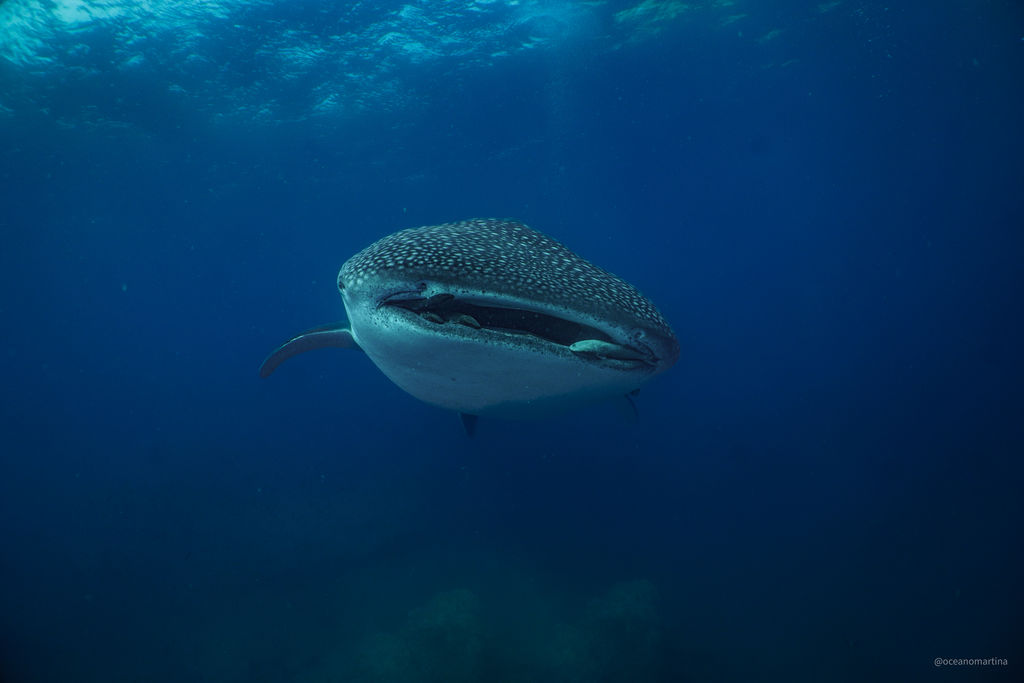 7a2197c4-0764-490b-ac09-0374070b88d4