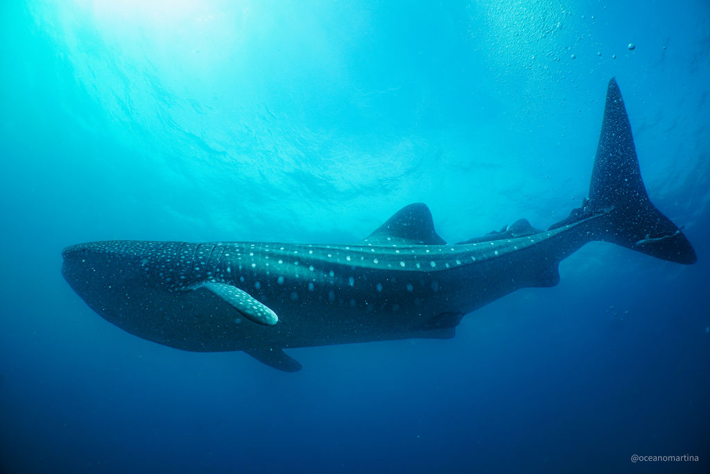 7a2197c4-0764-490b-ac09-0374070b88d4