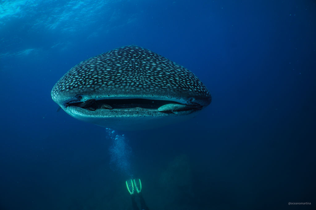 7a2197c4-0764-490b-ac09-0374070b88d4