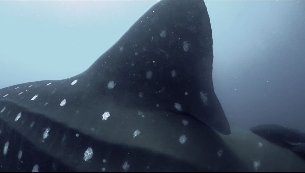 7a2197c4-0764-490b-ac09-0374070b88d4